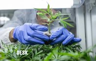 Israels-Cabinet-Approves-Medical-Cannabis-Exports
